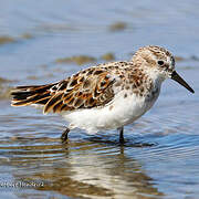 Little Stint