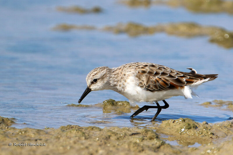 Little Stint