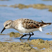 Little Stint