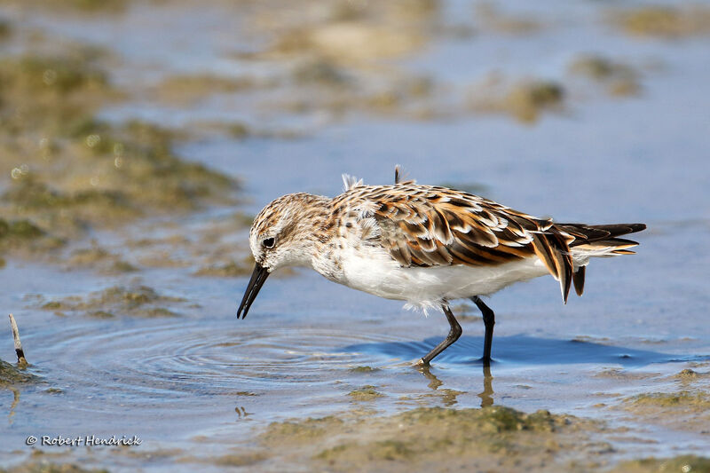 Little Stint