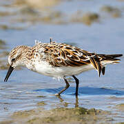 Little Stint