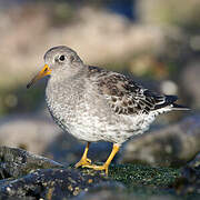 Purple Sandpiper