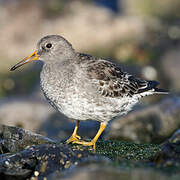 Purple Sandpiper