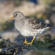 Purple Sandpiper