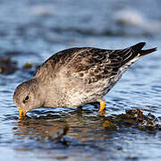 Purple Sandpiper