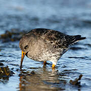 Purple Sandpiper