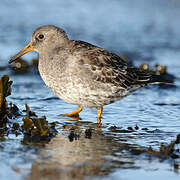 Purple Sandpiper