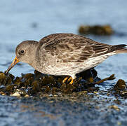 Purple Sandpiper