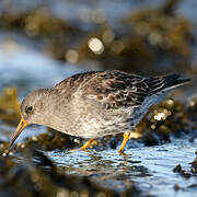 Purple Sandpiper