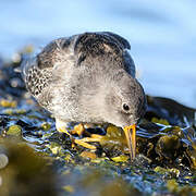 Purple Sandpiper