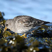 Purple Sandpiper