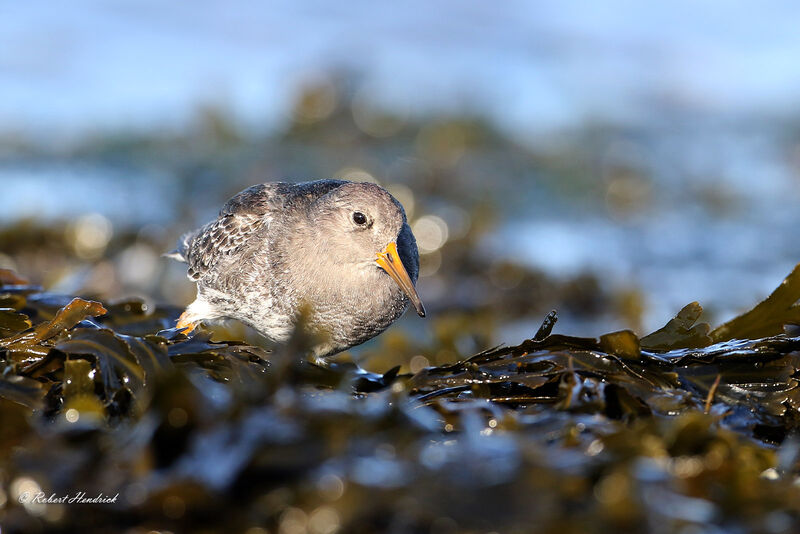 Purple Sandpiper