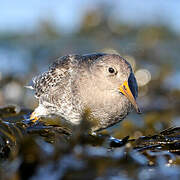 Purple Sandpiper