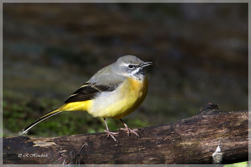 Grey Wagtail