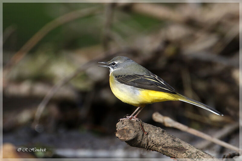 Grey Wagtail