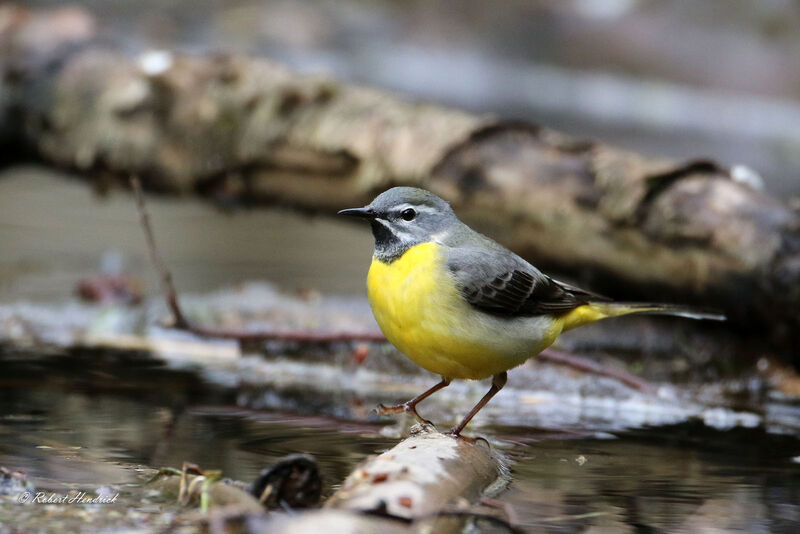 Grey Wagtail