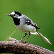 White Wagtail