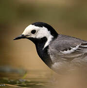 White Wagtail