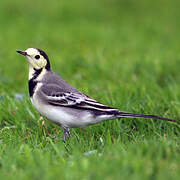 White Wagtail