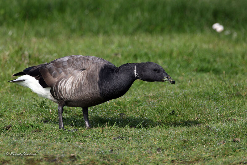 Brant Goose