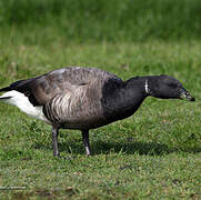 Brant Goose