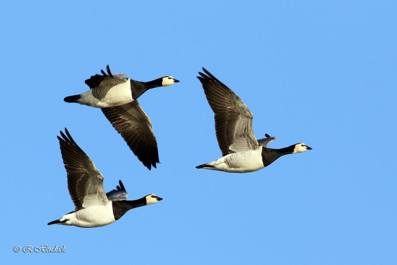 Barnacle Goose