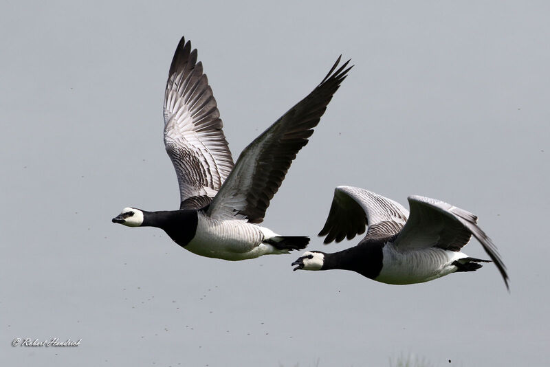 Barnacle Goose