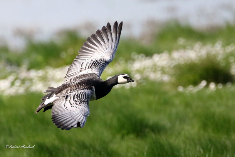 Barnacle Goose