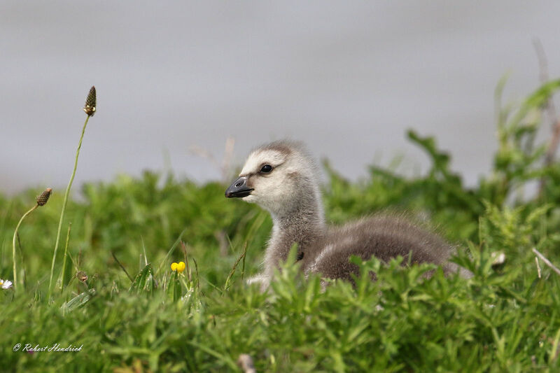 Barnacle Goose