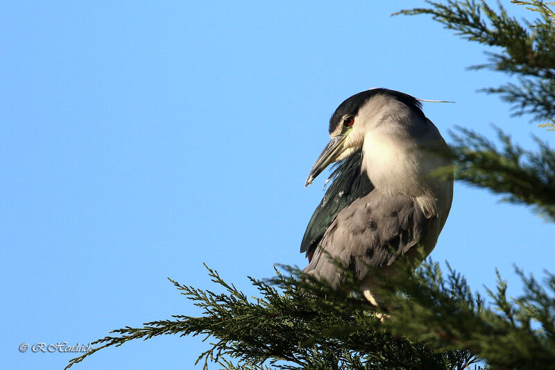 Black-crowned Night Heron