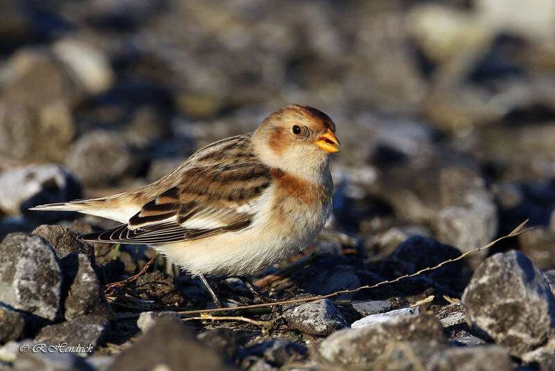 Snow Bunting