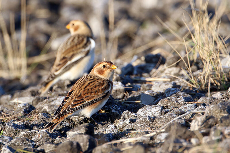 Snow Bunting