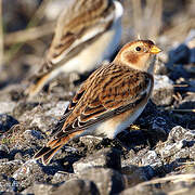 Snow Bunting