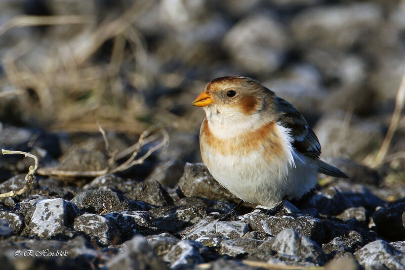 Snow Bunting