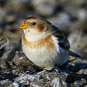 Snow Bunting