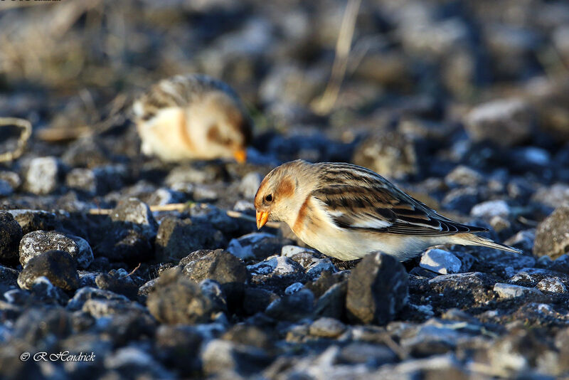 Snow Bunting