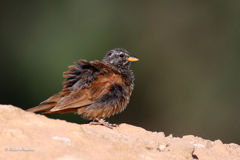 House Bunting