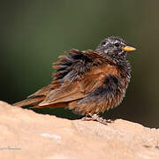 House Bunting