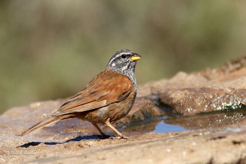 Bruant du Sahara