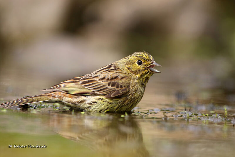 Bruant jaune