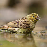 Bruant jaune