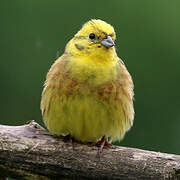 Bruant jaune