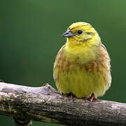 Bruant jaune