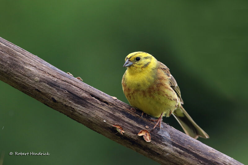 Bruant jaune