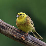 Bruant jaune