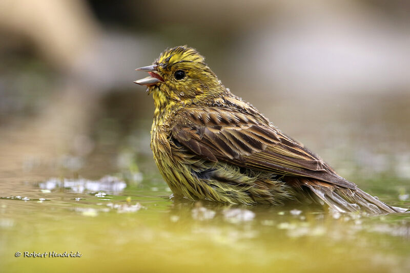 Bruant jaune