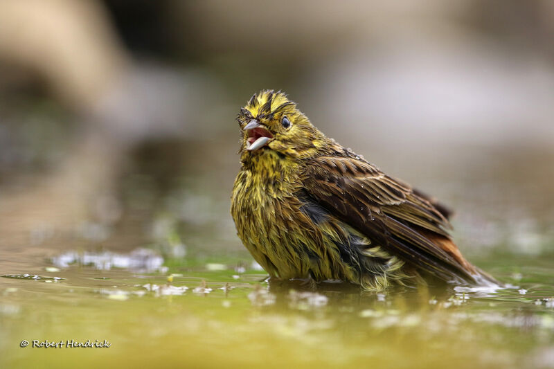 Bruant jaune