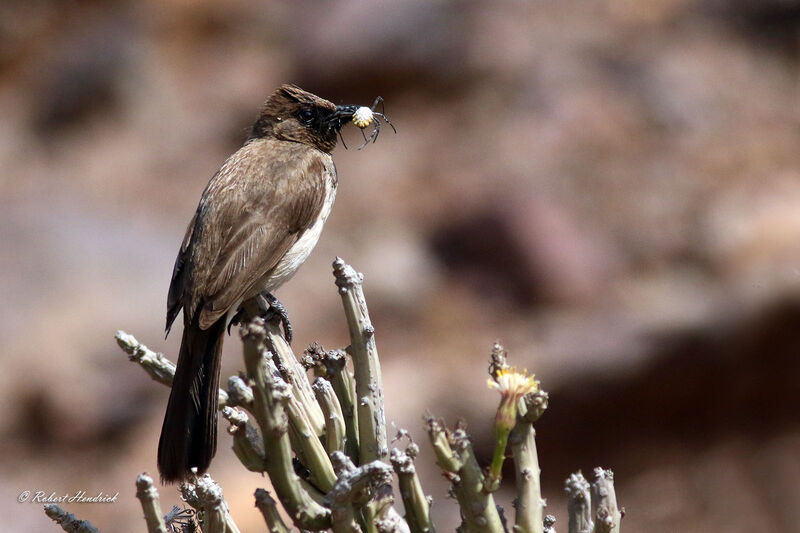 Bulbul des jardins