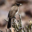 Bulbul des jardins