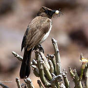 Common Bulbul